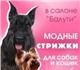 Свежая фотография Стрижка собак стрижка собак и кошек в груминг салоне и дома 346759 в Москве Фотография в Домашние животные Стрижка собак Предлагаю уход за домашними животными у Вас в Москве 1 200