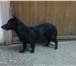 Фотография в Help! Находки Около КУМИ найдена маленькая чёрная собачка(девочка)!На в Дзержинске 0