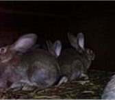 Изображение в Домашние животные Другие животные Кролики великан Фландр и фр. баран.Продажа в Самаре 1 000